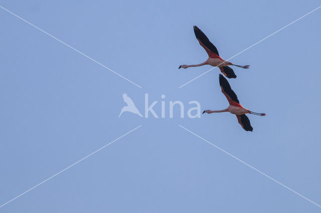 Chileense Flamingo (Phoenicopterus chilensis)