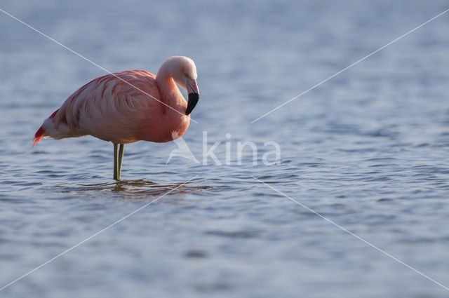 Chileense Flamingo (Phoenicopterus chilensis)