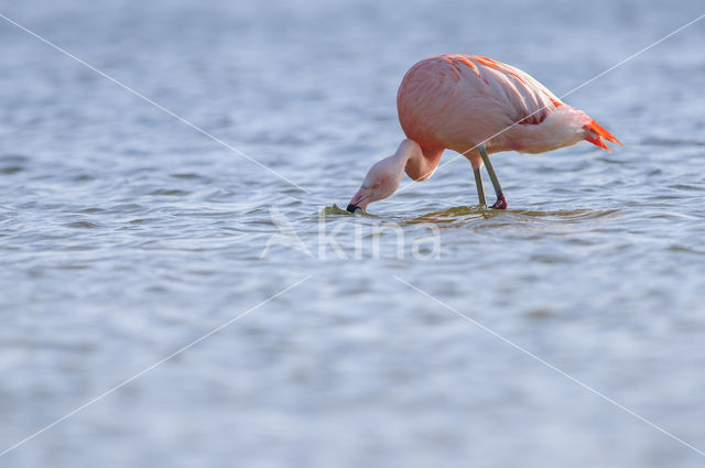Chileense Flamingo (Phoenicopterus chilensis)