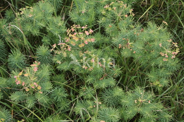 Cypress Spurge (Euphorbia cyparissias)