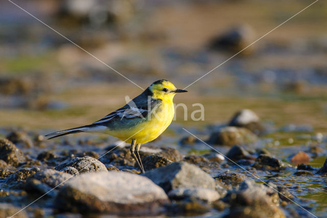 Citroenkwikstaart (Motacilla citreola)