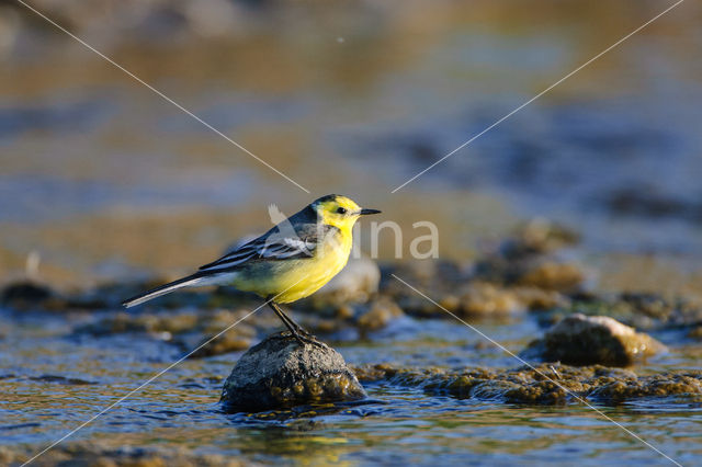 Citroenkwikstaart (Motacilla citreola)