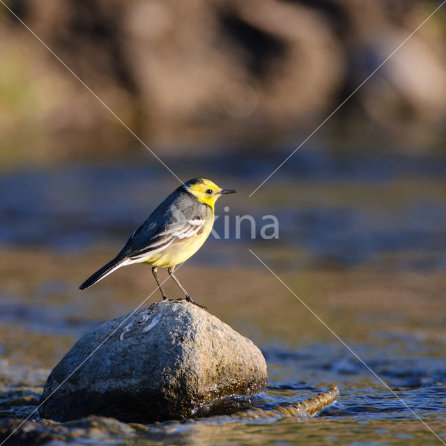 Yellow-hooded Wagtail (Motacilla citreola)