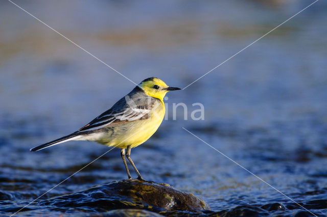 Citroenkwikstaart (Motacilla citreola)