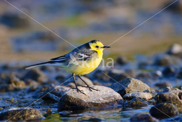 Citroenkwikstaart (Motacilla citreola)