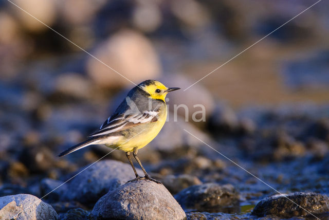 Yellow-hooded Wagtail (Motacilla citreola)