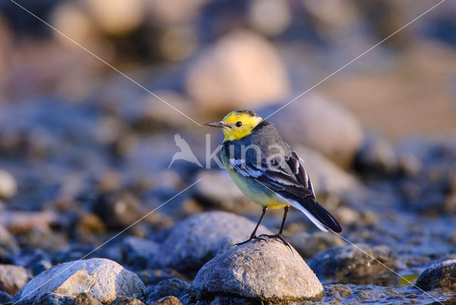 Yellow-hooded Wagtail (Motacilla citreola)