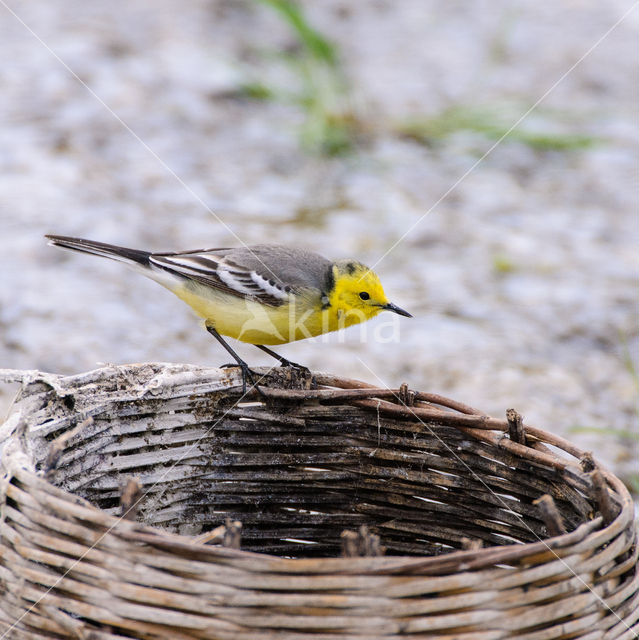 Citroenkwikstaart (Motacilla citreola)