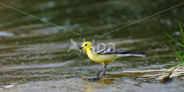 Yellow-hooded Wagtail (Motacilla citreola)