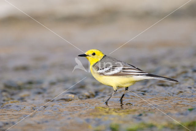 Yellow-hooded Wagtail (Motacilla citreola)