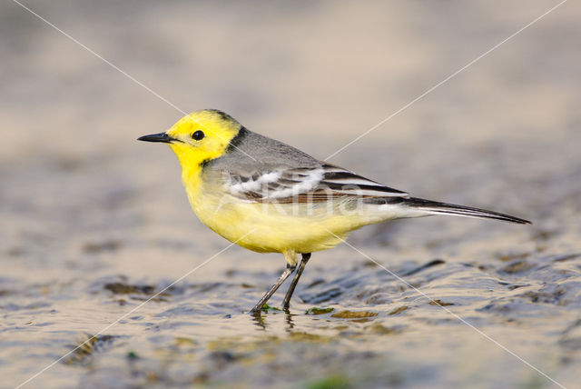 Yellow-hooded Wagtail (Motacilla citreola)