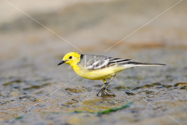 Citroenkwikstaart (Motacilla citreola)