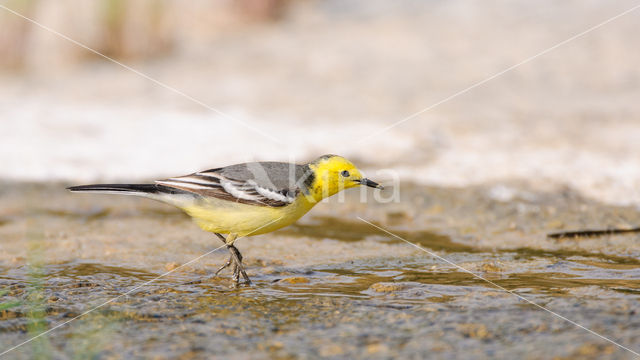 Yellow-hooded Wagtail (Motacilla citreola)
