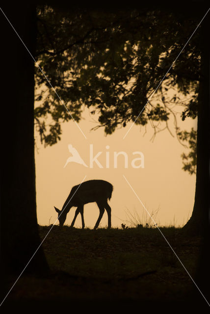 Fallow Deer (Dama dama)