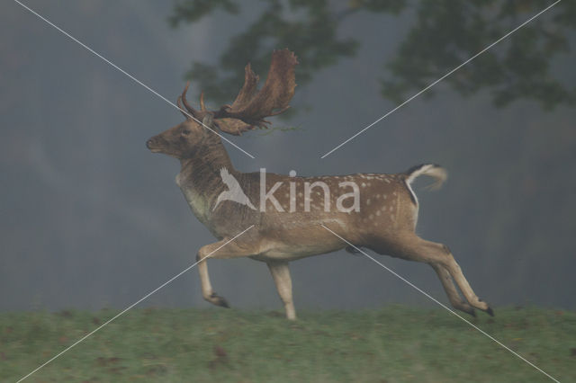 Fallow Deer (Dama dama)