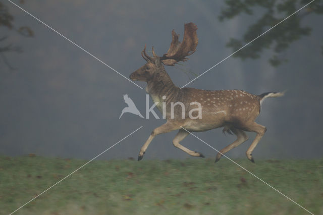 Fallow Deer (Dama dama)