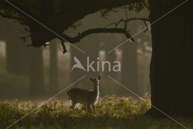 Fallow Deer (Dama dama)