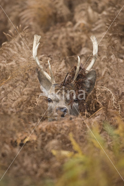 Fallow Deer (Dama dama)