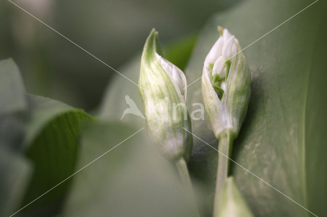 Ramsons (Allium ursinum)