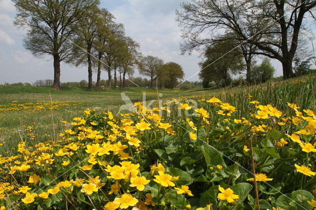 Dotterbloem (Caltha palustris)