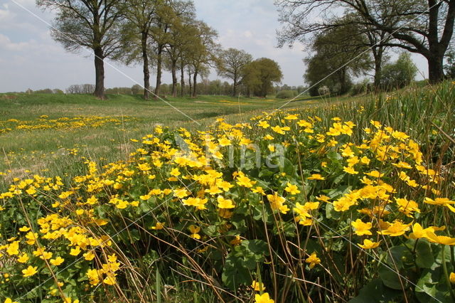 Dotterbloem (Caltha palustris)