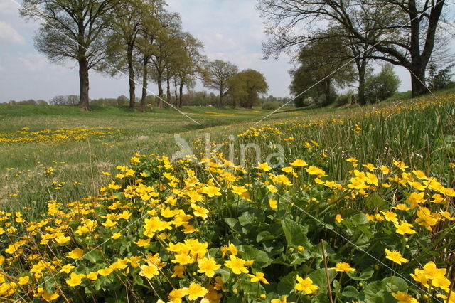 Dotterbloem (Caltha palustris)