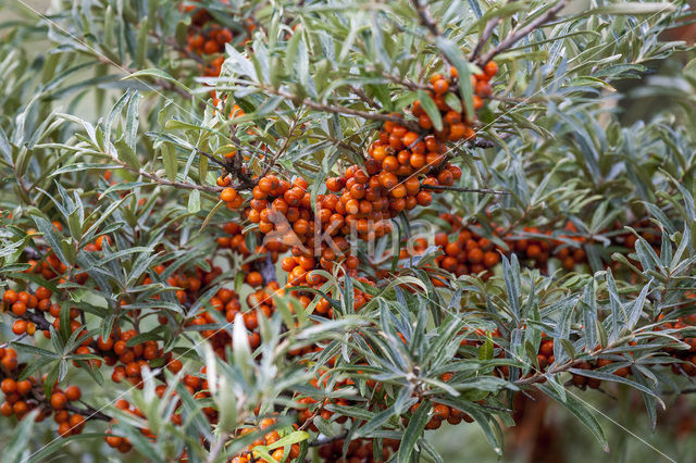 Sea-buckthorn (Hippophae rhamnoides)