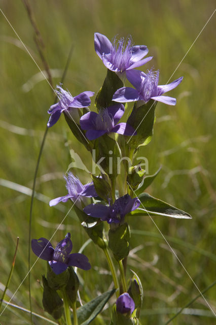 Duitse Gentiaan (Gentiana germanica)