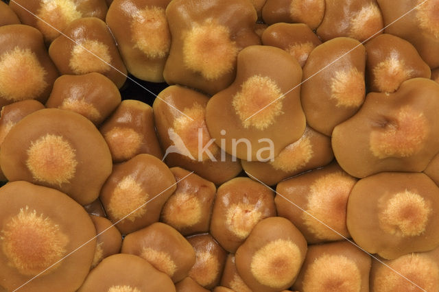 Honey Mushroom (Armillaria mellea)