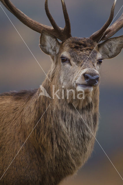 Red Deer (Cervus elaphus)