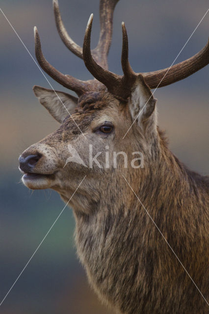 Red Deer (Cervus elaphus)