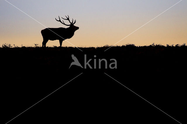 Red Deer (Cervus elaphus)