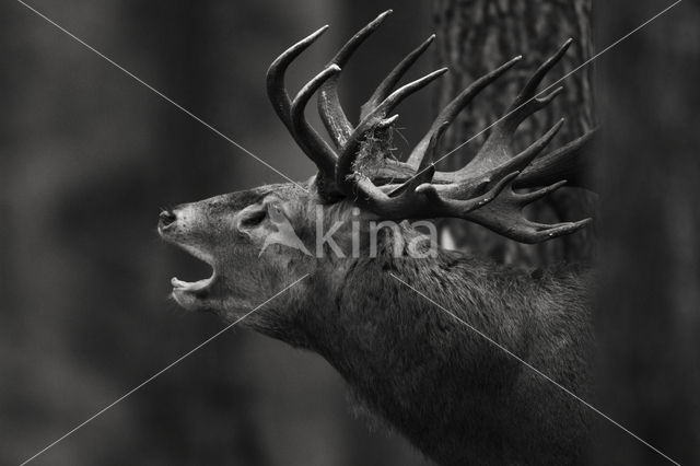 Red Deer (Cervus elaphus)