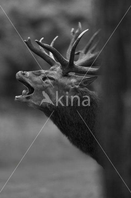 Red Deer (Cervus elaphus)