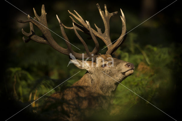 Red Deer (Cervus elaphus)