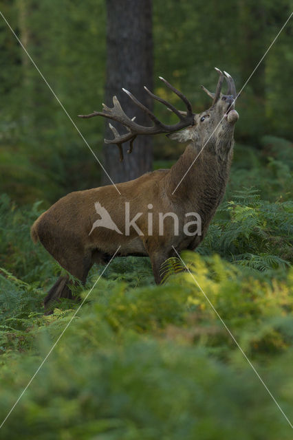 Red Deer (Cervus elaphus)