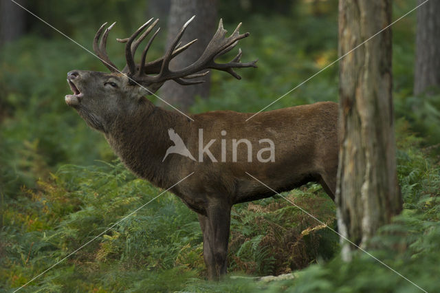 Red Deer (Cervus elaphus)