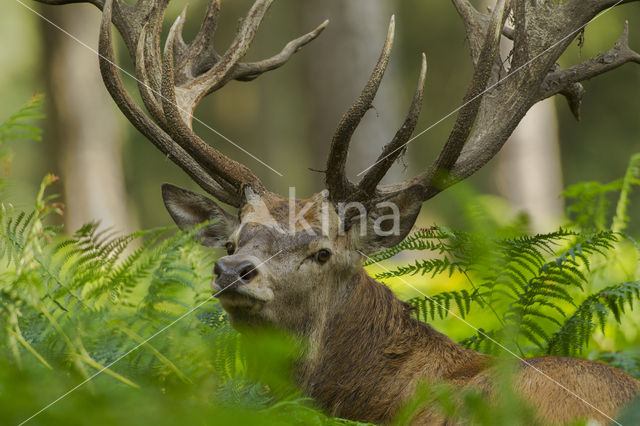 Red Deer (Cervus elaphus)