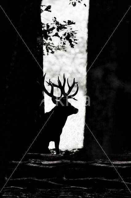 Red Deer (Cervus elaphus)