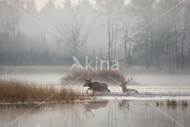 Red Deer (Cervus elaphus)