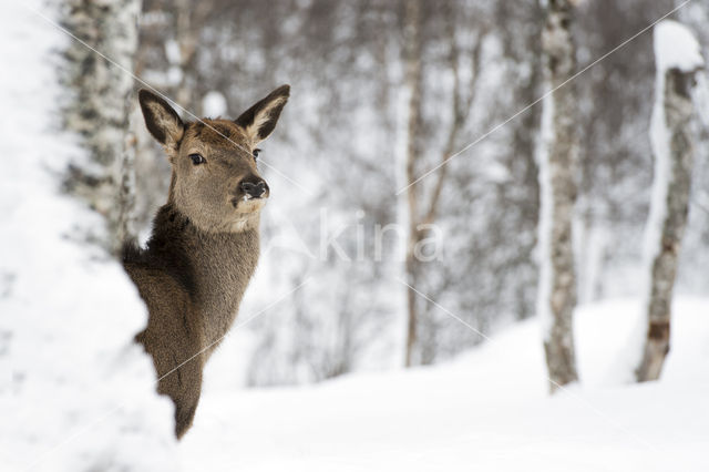 Red Deer (Cervus elaphus)