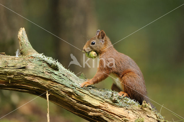 Red Squirrel (Sciurus vulgaris)