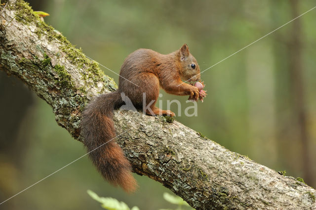 Red Squirrel (Sciurus vulgaris)