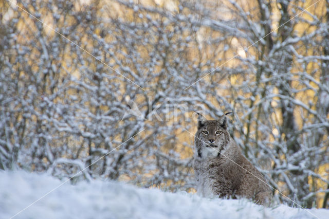 Euraziatische lynx (Lynx lynx)