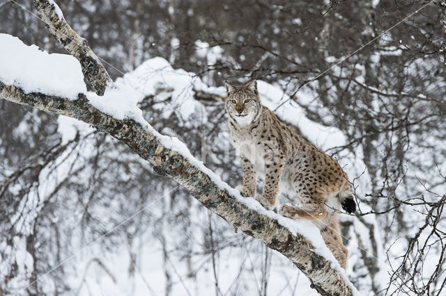 Eurasian Lynx (Lynx lynx)