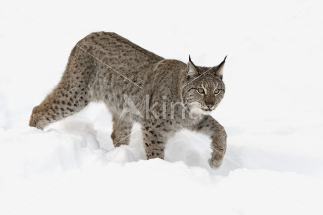 Eurasian Lynx (Lynx lynx)