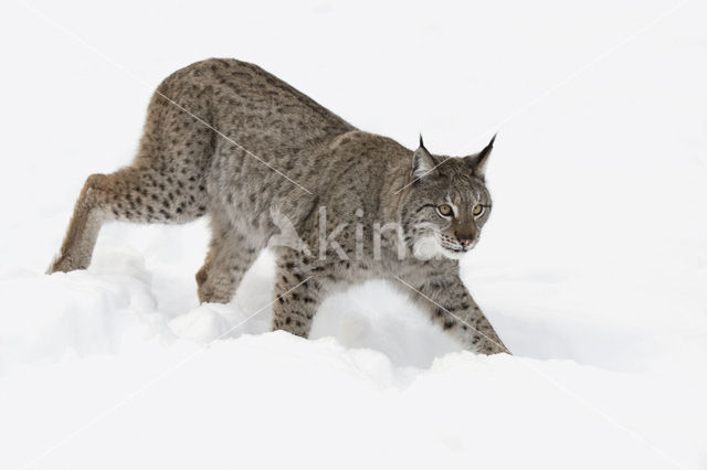 Eurasian Lynx (Lynx lynx)