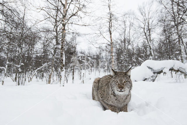 Euraziatische lynx (Lynx lynx)