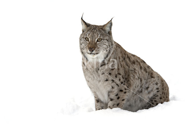 Euraziatische lynx (Lynx lynx)