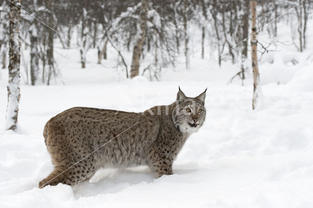 Euraziatische lynx (Lynx lynx)